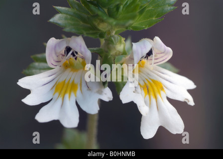 Augentrost (Euphrasia Rostkoviana), Grafenast, Pillberg, Tirol, Österreich, Europa Stockfoto