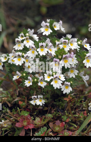 Augentrost (Euphrasia Rostkoviana), Gamsstein, Pillberg, Tirol, Österreich, Europa Stockfoto