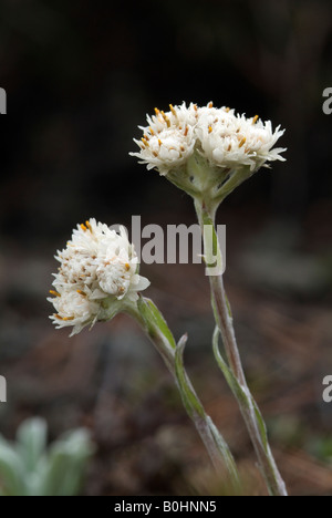 Mountain Everlasting oder Catsfoot (Antennaria Dioica), Nationalpark Hohe Tauern, Salzburg, Österreich, Europa Stockfoto