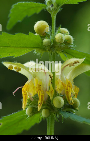 Gelbe Erzengel, goldene Toten Brennnessel oder gefleckte Toten-Brennessel (Galeobdolon Luteum), Schwaz, Tirol, Österreich, Europa Stockfoto