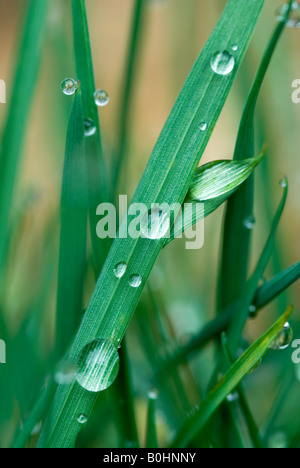 Wassertropfen, Wassertropfen gebildet auf Blättern des Rasen, Tirol, Österreich, Europa Stockfoto