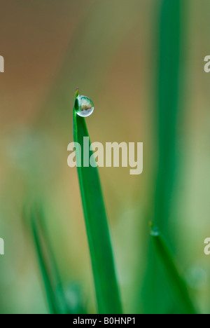 Wassertropfen, Wassertropfen gebildet auf Blättern des Rasen, Tirol, Österreich, Europa Stockfoto