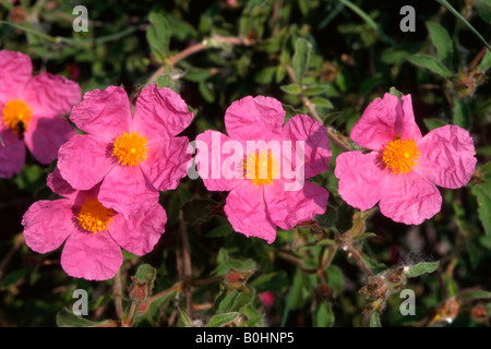 Rosa- oder behaarte Zistrose (Cistus Incanus) Stockfoto