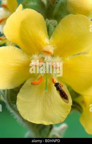 Dense-Blumen - Denseflower oder große blühende Königskerze (Verbascum Densiflorum), Schwaz, Tirol, Österreich, Europa Stockfoto