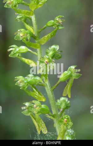 Europäischen gemeinsamen Nestwurzen (Listera Ovata), Vomper Loch, Karwendel-Bereich, Tirol, Österreich, Europa Stockfoto