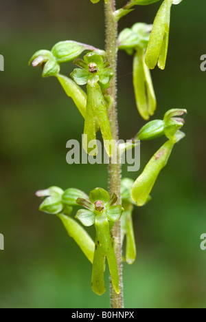 Europäischen gemeinsamen Nestwurzen (Listera Ovata), Vomper Loch, Karwendel-Bereich, Tirol, Österreich, Europa Stockfoto