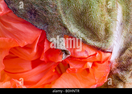 Klatschmohn, roter Mohn oder Feld Mohn (Papaver Rhoeas), Schwaz, Tirol, Österreich, Europa Stockfoto