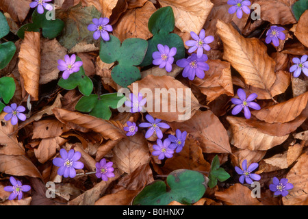 Kidneywort (Hepatica Nobilis), Tratzberg, Stans, Tirol, Oberösterreich, Europa Stockfoto