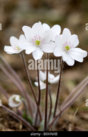 Kidneywort (Hepatica Nobilis), Thaur, Tirol, Österreich, Europa Stockfoto