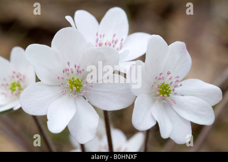 Kidneywort (Hepatica Nobilis), Thaur, Tirol, Österreich, Europa Stockfoto