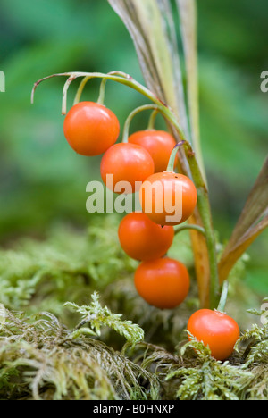 Lily Of The Valley, Maiglöckchen (Convallariaarten Majalis), obere Isar, Bayern, Deutschland, Europa Stockfoto