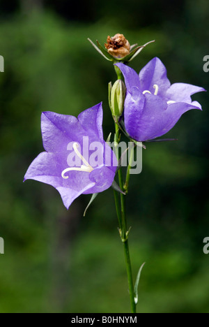 Pfirsich-leaved Bellflower (Campanula Persicifolia), Tristacher See, Lienz, Ost-Tirol, Österreich, Europa Stockfoto