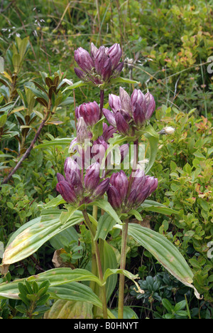 Purpur-Enzian (Gentiana Purpurea), Naunz, Pillberg, Tirol, Österreich, Europa Stockfoto