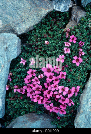 Lila Steinbrech (Saxifraga Oppositifolia), Nationalpark Hohe Tauern, Ost-Tirol, Österreich, Europa Stockfoto