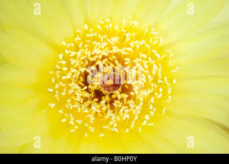 Kaktusblüte (Cactaceae), Schwaz, Tirol, Österreich Stockfoto