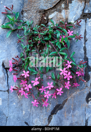 Rock, Seifenkraut (Saponaria Ocymoides), Vomp, Wanderweg zwischen Bauhof und Vomperberg, Tirol, Austria, Europe Stockfoto