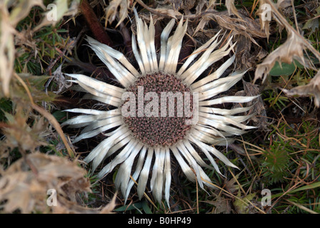 Silber, Distel (Carlina Acaulis), Franz-Josefs-Hoehe, Nationalpark Hohe Tauern, Kärnten, Österreich, Europa Stockfoto