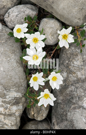 Weiße Dryade oder Mountain Avens (Dryas Octopetala), Martinau, Lechtal, Tirol, Austria, Europe Stockfoto