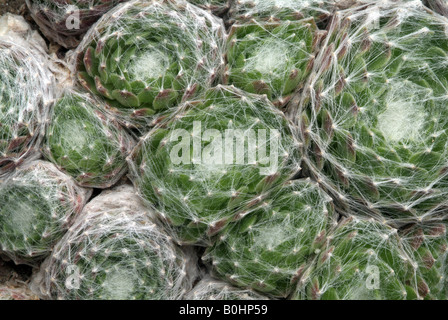 Cobweb Hauswurz (Sempervivum Arachnoideum), Schwaz, Tirol, Österreich, Europa Stockfoto