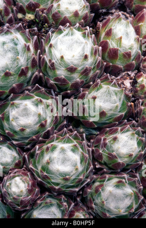 Cobweb Hauswurz (Sempervivum Arachnoideum), Schwaz, Tirol, Österreich, Europa Stockfoto