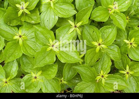 Einbeere oder True-Liebhaber Knoten (Paris Quadrifolia), Tratzberg, Tirol, Österreich, Europa Stockfoto