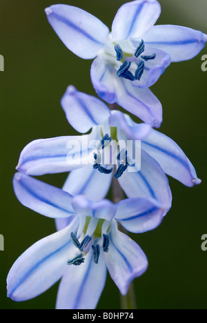 Alpine Blaustern (Scilla Bifolia), Schwaz, Tirol, Österreich, Europa Stockfoto