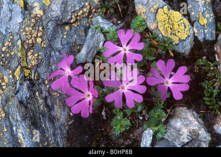 Mindestens - oder Alpine Primel (Primula Minima), Gilfert, Tuxer Alpen, Tirol, Austria, Europe Stockfoto