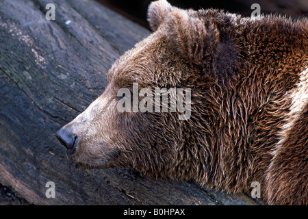 Braune Bären (Ursus Arctos), Hellabrunn Zoo, Salzburg, Österreich, Europa Stockfoto