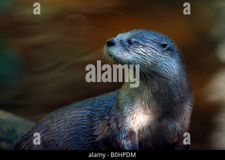 Eurasische Fischotter (Lutra Lutra). Nationalpark Bayerischer Wald, Bayern, Deutschland, Europa Stockfoto