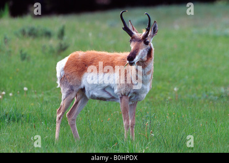 Pronghorn Antilope (Antilocapra Americana), Yellowstone-Nationalpark, Wyoming, USA Stockfoto