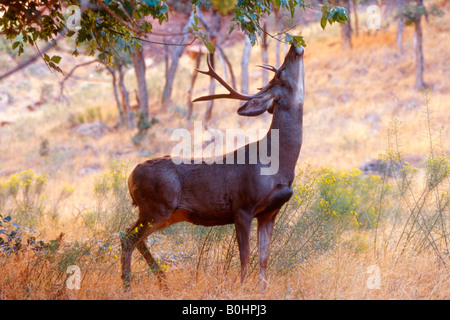 Maultierhirsch (Odocoileus Hemionus), Zion Nationalpark, Utah, USA Stockfoto