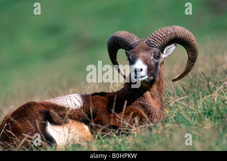 Mufflon (Ovis Ammon Musimon), Aurach, Tirol, Österreich, Europa Stockfoto