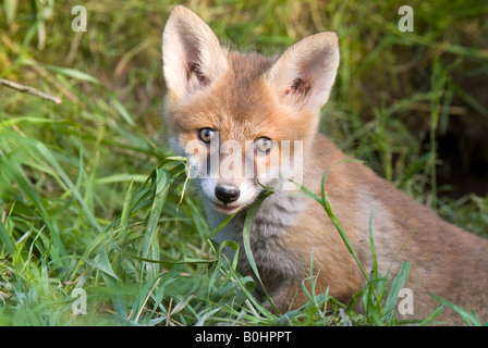 Junger Rotfuchs (Vulpes Vulpes), Thaur, Tirol, Österreich, Europa Stockfoto