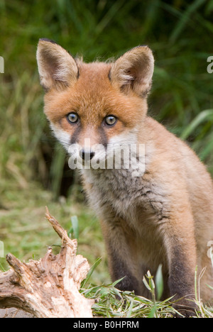 Junger Rotfuchs (Vulpes Vulpes), Thaur, Tirol, Österreich, Europa Stockfoto