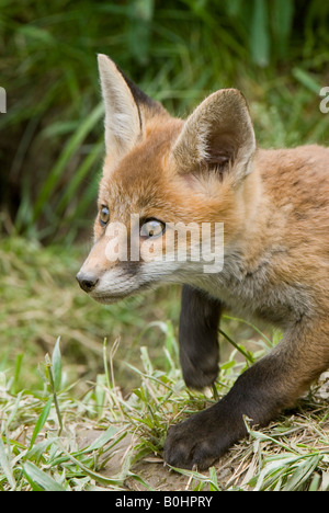 Junger Rotfuchs (Vulpes Vulpes), Thaur, Tirol, Österreich, Europa Stockfoto