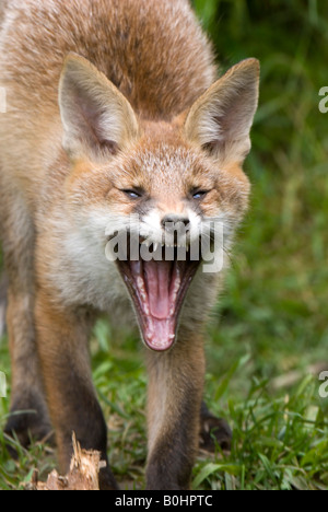 Rotfuchs (Vulpes Vulpes), Gähnen, Thaur, Tirol, Austria, Europe Stockfoto