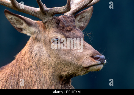 Rothirsch (Cervus Elaphus), Aurach, Tirol, Österreich, Europa Stockfoto
