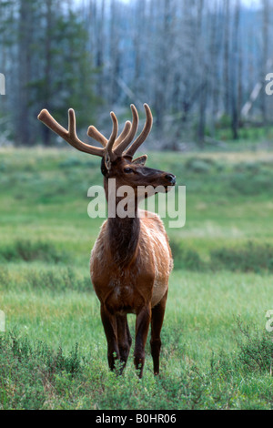 Elche oder Wapiti (Cervus Canadensis), Yellowstone-Nationalpark, Wyoming, USA Stockfoto