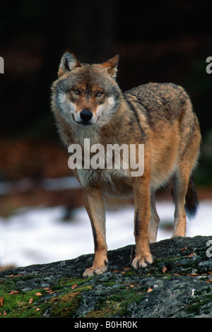 Grauer Wolf oder Timber Wolf (Canis Lupus), Nationalpark Bayerischer Wald, Bayern, Deutschland, Europa Stockfoto