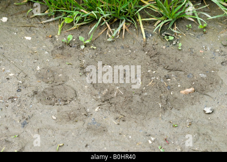 Stellfläche, Braunbär (Ursus Arctos), Schwaz, Tirol, Österreich, Europa Stockfoto