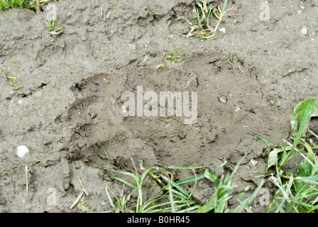 Stellfläche, Braunbär (Ursus Arctos), Schwaz, Tirol, Österreich, Europa Stockfoto