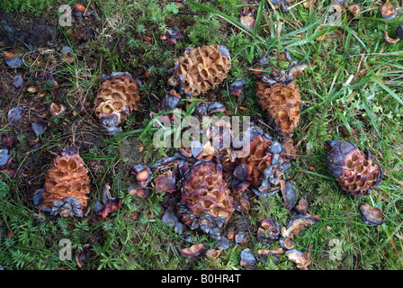 Zirbe oder Arolla Kiefer Kegel (Pinus Cembra), Tirol, Austria, Europe Stockfoto