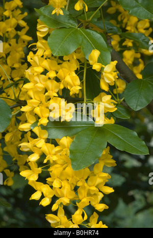 Gemeinsamen Goldregen (Laburnum Anagyroides), Prader Sand, Prad, Vinschgau, Bozen-Bozen, Italien, Europa Stockfoto