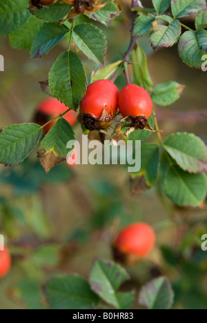 Hundsrose oder Heckenrose (Rosa Canina), Achenkirch, Tirol, Österreich, Europa Stockfoto