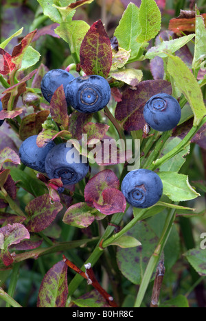 Heidelbeere, Blaubeere (Vaccinium Myrtillus), Kellerjoch, Schwaz, Tirol, Österreich, Europa Stockfoto