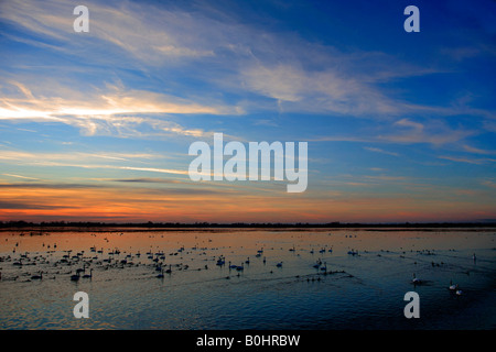 Überwinterung stumm Bewick und Whooper Schwäne Tafelenten Enten WWT Welney National Bird Reserve Cambridgeshire England Großbritannien Großbritannien Stockfoto