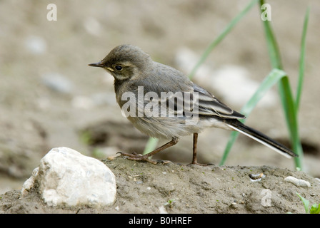 Weiße Bachstelze (Motacilla Alba), Thaur, Tirol, Österreich, Europa Stockfoto