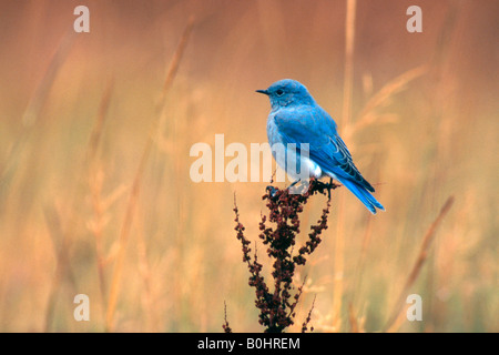 Mountain Bluebird (Sialia Currucoides), Yellowstone-Nationalpark, Wyoming, USA, Nordamerika Stockfoto