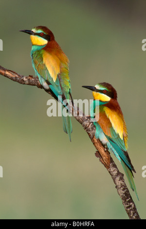 Zwei europäische Bienenfresser (Merops Apiaster) thront auf einem Zweig, Sardinien, Italien, Europa Stockfoto