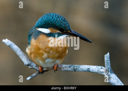 Eisvogel (Alcedo Atthis) thront auf einem Ast, Tratzberg, Nord-Tirol, Österreich, Europa Stockfoto